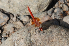 Urothemis thomasi