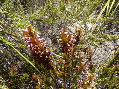 Erica rubiginosa
