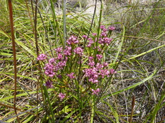 Erica rubiginosa