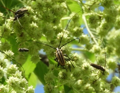 Sphaenothecus trilineatus