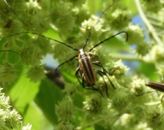 Sphaenothecus trilineatus