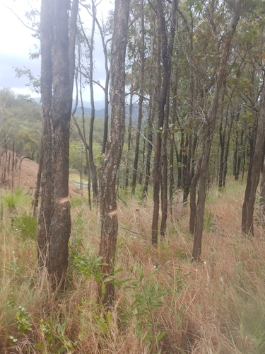 Corymbia abergiana, 2025-09-16
