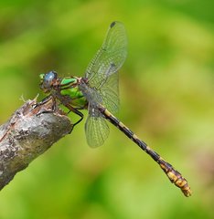 Ophiogomphus incurvatus