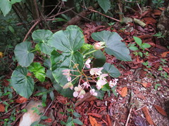 Begonia bracteosa