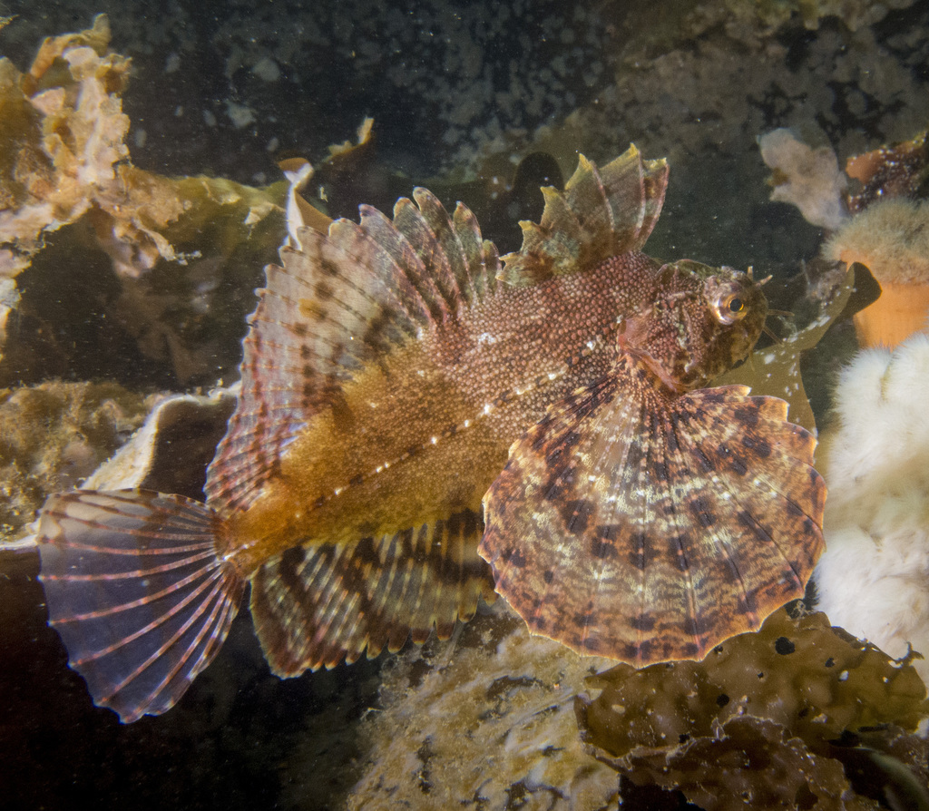 Crested Sculpin