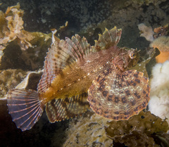 Crested Sculpin photo 1