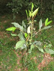 Mitriostigma axillare