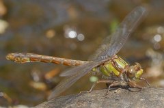 Ophiogomphus mainensis