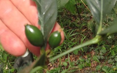Mitriostigma axillare