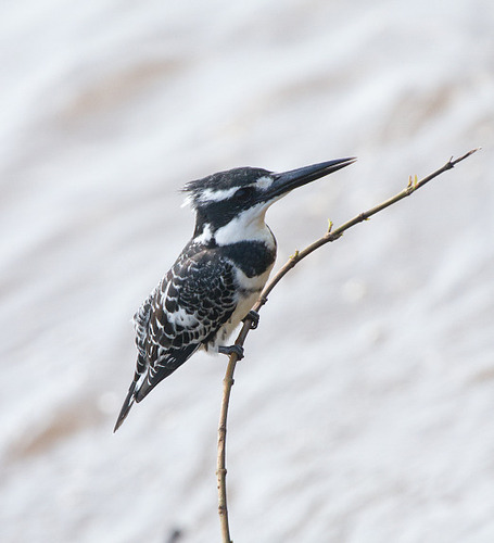 Pied Kingfisher