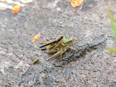 Orphulella concinnula