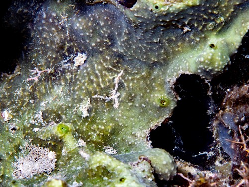 Ircinia ramosa observed 2025-08-26