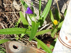 Echium plantagineum