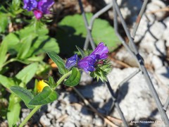 Echium plantagineum