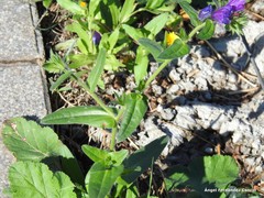 Echium plantagineum
