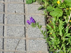 Echium plantagineum