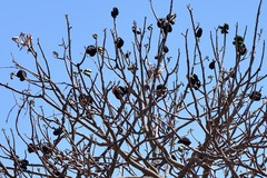 Brachychiton acuminatus