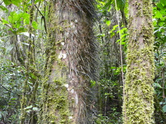 Bactris