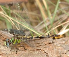 Ophiogomphus australis
