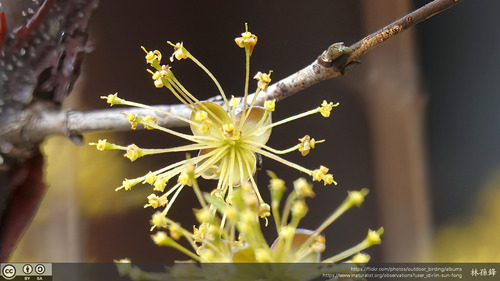 Cornus officinalis