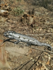 Bradypodion occidentale