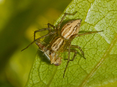 Oxyopes lineatus