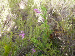 Indigofera angustifolia