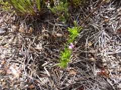 Indigofera angustifolia