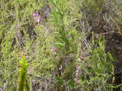 Indigofera angustifolia
