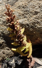 Satyrium retusum