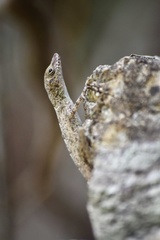 Anolis argenteolus