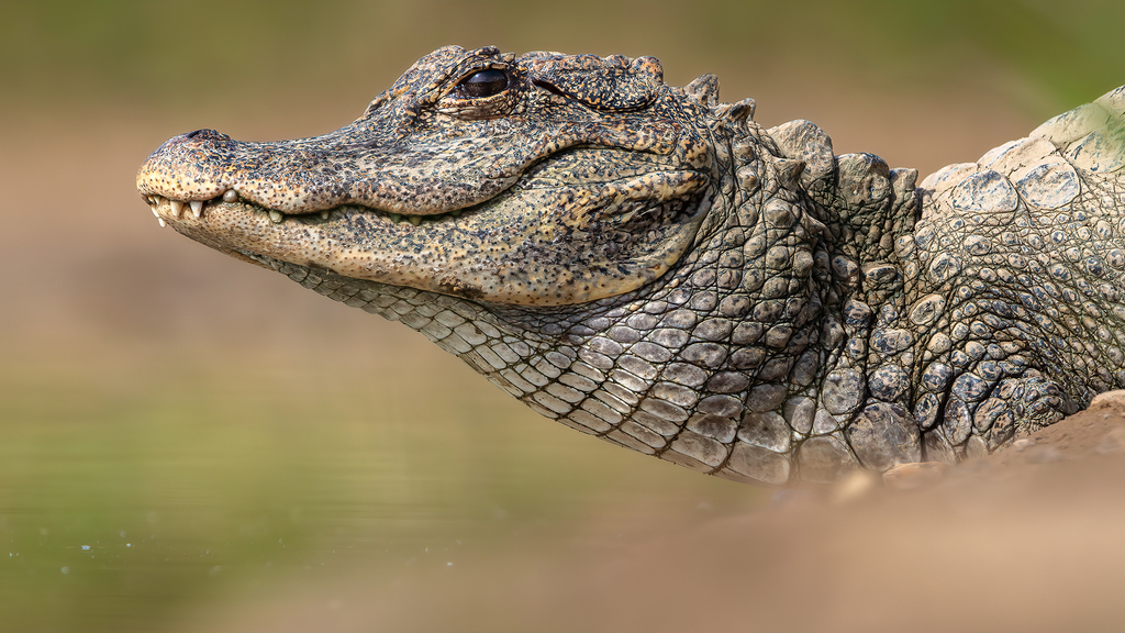 Chinese Alligator