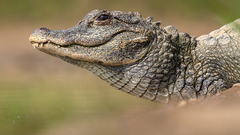 Chinese Alligator photo 1