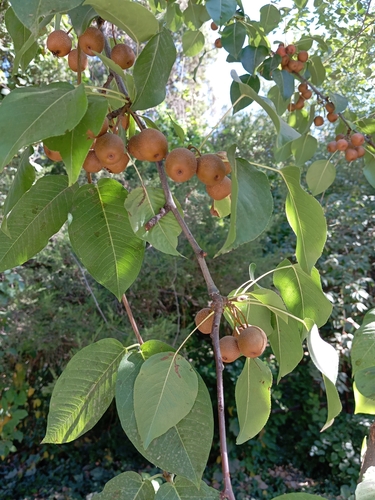 Pyrus pyrifolia