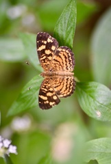 Anthanassa frisia