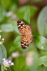 Anthanassa frisia