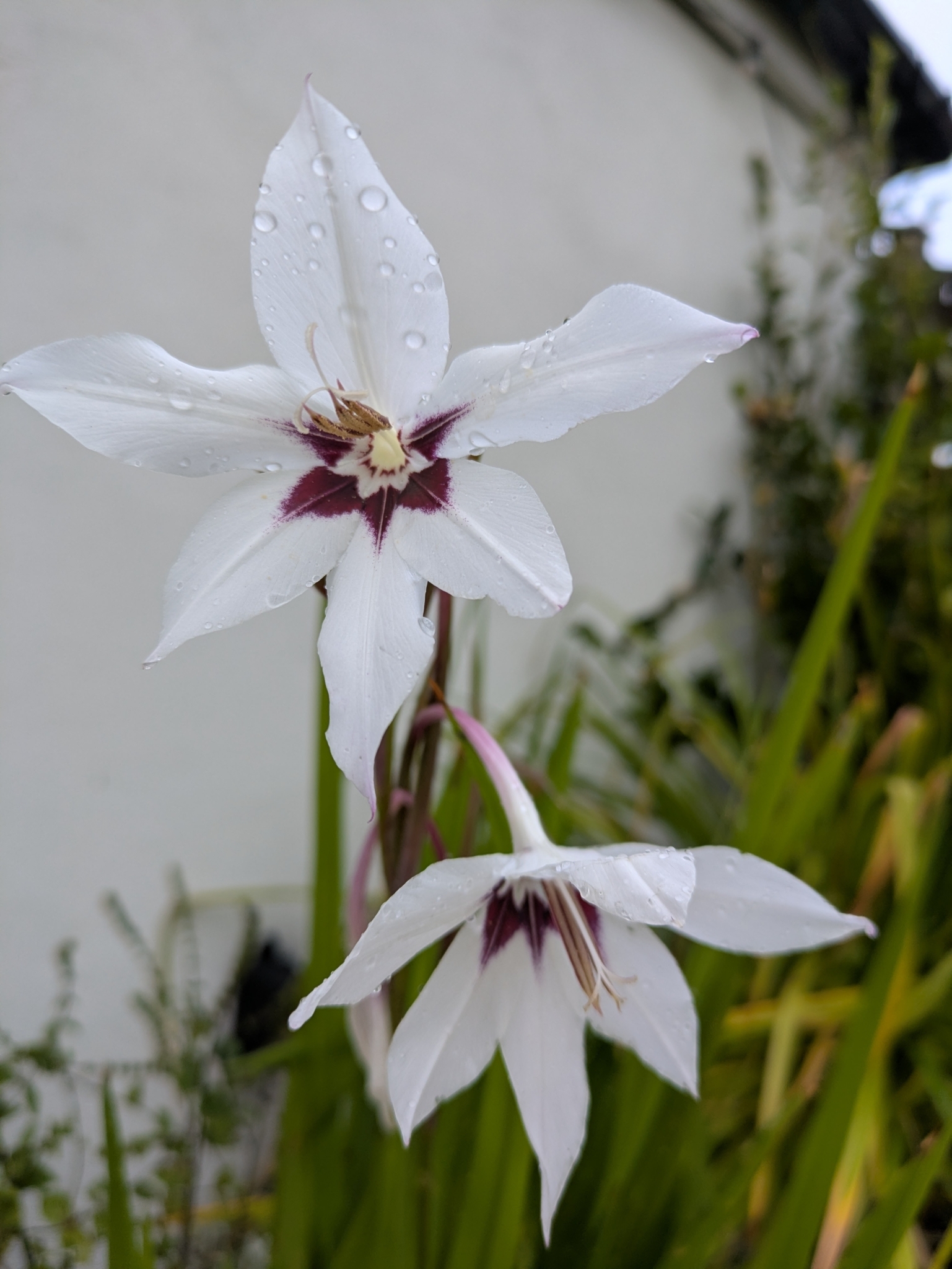 Gladiolus murielae