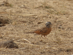 Emberiza goslingi