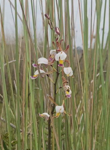 Eulophia caricifolia