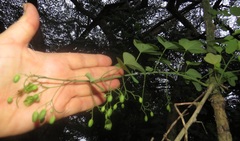 Adenia gummifera