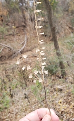 Scutellaria ovata