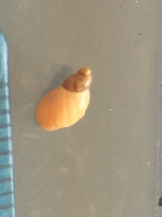 Pseudosuccinea columella