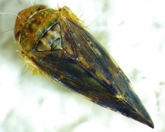 Acinopterus acuminatus