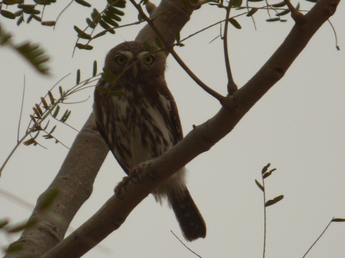 Pearl-spotted Owlet