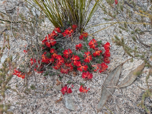 Leschenaultia formosa, photograph 5