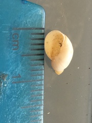 Pseudosuccinea columella