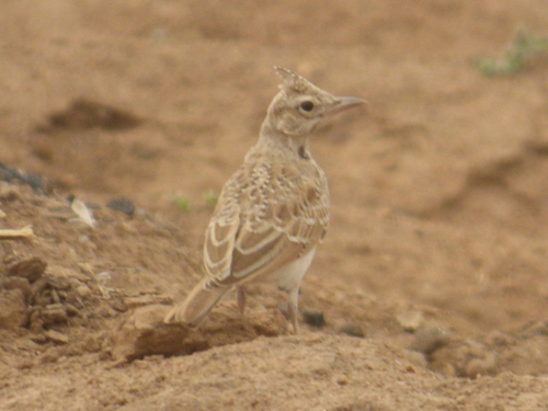 Crested Lark