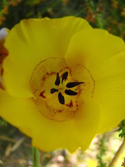 Calochortus clavatus
