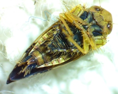 Acinopterus acuminatus