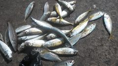 Trachurus japonicus
